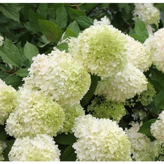 20 เมล็ด เมล็ดไฮเดรนเจีย Hydrangea Seeds สีขาว ไฮเดรนเยียสายพันธุ์ฝรั่งเศส