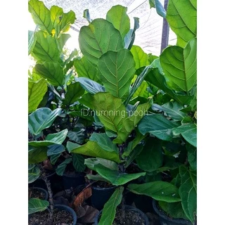 ไทรใบสัก สูงประมาณ 70-90cm. (ใบใหญ่./กระถาง25")