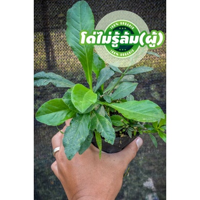 โด่ไม่รู้ล้ม ชนิดตัวผู้ โตไว้มีให้กินตลอดปี โด่ไม่ล้มทั้งปีเช่นกัน