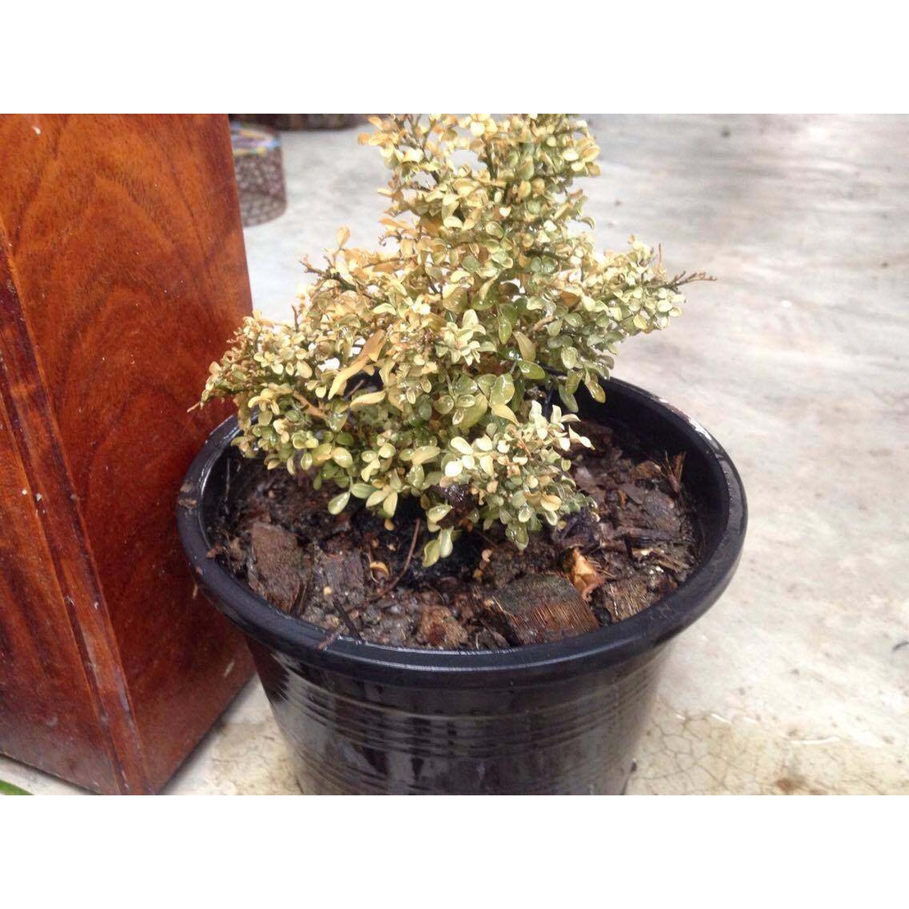 ✨ขายดีมาก🎇ปุ๋ยน้ำ B5 (6 ขวด ) ปุ๋ยบำรุงต้นไม้ ขนาด 40ml. ปุ๋ยต้นไม้ ปุ๋ยแคคตัส ปุ๋ยน้ำทางใบ ปุ๋ยเร่งดอกผล ปุ๋ยน้ำเร่งโต - รูปที่ 4