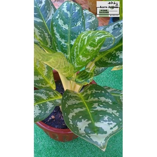 เศรษฐีเสริมทรัพย์ อโกลนีมา เกล็ดมรกตชื่อวิทยาศาสตร์: Aglaonema sp. ‘Kletmorakot’