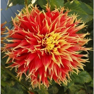 1 หัว/ออเดอร์ รักเร่ Dahlia สายพันธุ์ Dah.Show N Tell หัวรักเร่