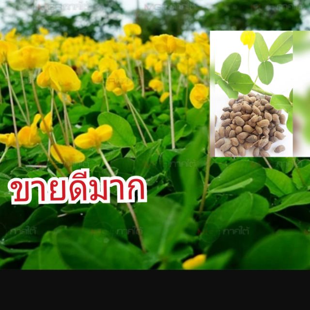เมล็ดพันธุ์ถั่วบราซิล 300 เมล็ด ปลูกประดับสวยงาม พืชคลุมดิน สนามหญ้า จัดสวน