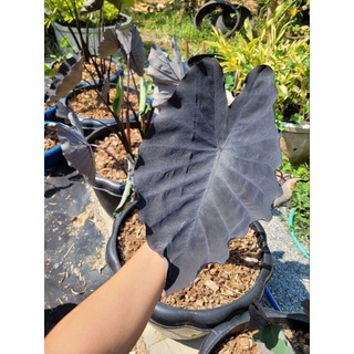 Colocasia Black Runner แบล็กรันเนอร์แท้ปลายใบพริ้ว