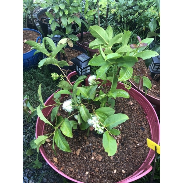 ชมพู่พลาสติกสีแดงตอนกิ่ง สีแดง หรือ สีขาว - รูปที่ 2