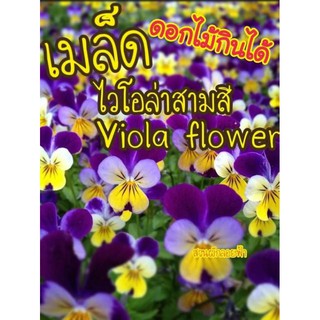 เมล็ดไวโอล่าสามสี 50เมล็ด Viola flower Seed เมล็ดพันธุ์แท้100%