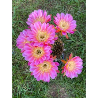 กระบองเพชร หน่อเด็ดสด โลบิเวีย cactus Lobivia LCF2021/028 🏵️สีใหม่น่าสะสม🏵️ขนาด 2.5 ซม. - 3 ซม.สีหวานฉ่ำสวยมากให้ดอกง่าย