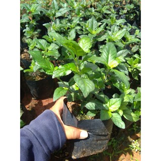 ใบเนียมหอมสด  สามารถนำมารับประทานเพื่อบรรเทาอาการหวัด อาการไ…