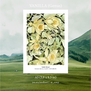 โปสการ์ด | Postcard Vanilla (Genus) สไตล์สีน้ำ Botanical Collection