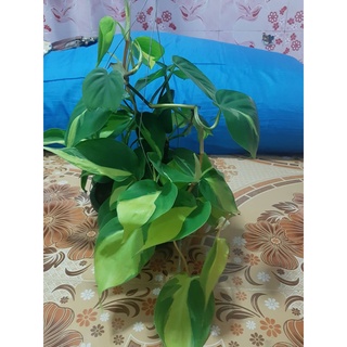 พลูบราซิลด่าง Philodendron Brasil ด่าง