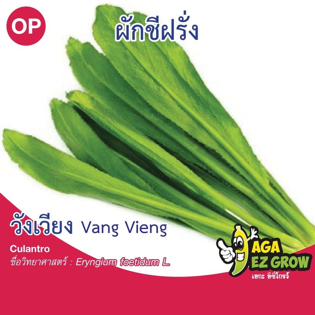 เมล็ดพันธุ์ ผักชีฝรั่ง วังเวียง บรรจุ 0.5 กรัม [โปรโมชั่น ซื้อ10ซอง แถมฟรี 1ซอง]