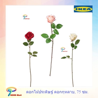 IKEA ต้นไม้ปลอม ไม้ประดิษฐ์ ดอกไม้ประดิษฐ์, ดอกกุหลาบ,สูง 75 ซม. มี3 สี สีแดง สีชมพู ขาว