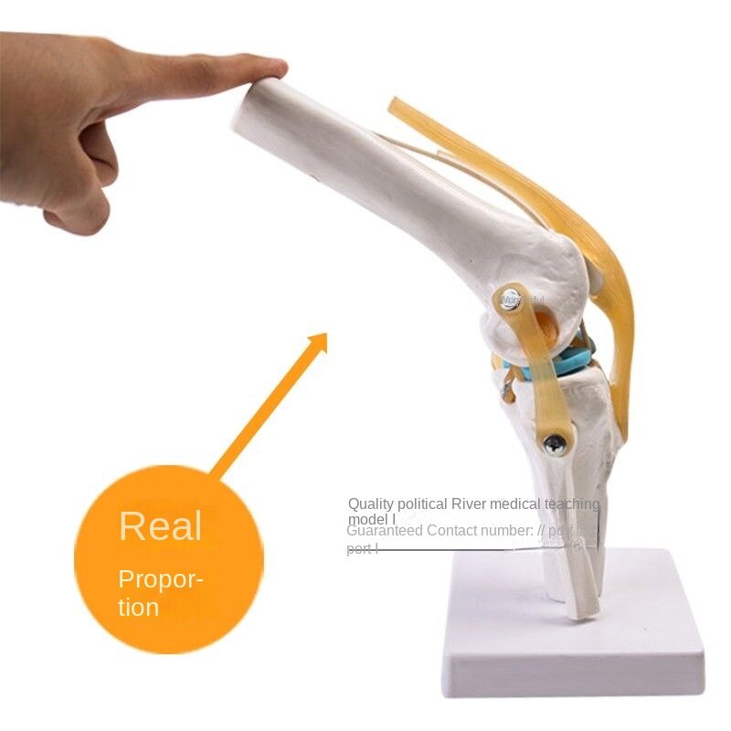 ของแท้ทางการแพทย์ Human Body Functional Ligament รุ่นเข่าศัลยกรรมกระดูกการสอนรุ่น,โมเดลข้อต่อเข่ามนุษย์ พร้อมเอ็น โมเดลข้อเข่า Human Anatomical Knee Joint Life