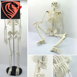 Full Body PVC 45CM Human Anatomical Anatomy Skeleton Medical Teaching Model School &amp; Office Use NPCF