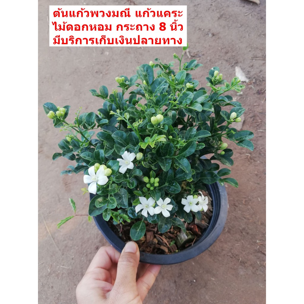 ต้นแก้วพวงมณี ไม้ดอกหอม ไม้ถุง4นิ้วและกระถาง 8 นิ้ว ราคา 69-169 บาทค่ะ