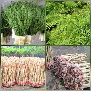 กิ่งชะอมหนามน้อยปราจีน10กิ่ง คัดสวยๆ กิ่งสมบูรณ์ พร้อมปลูก