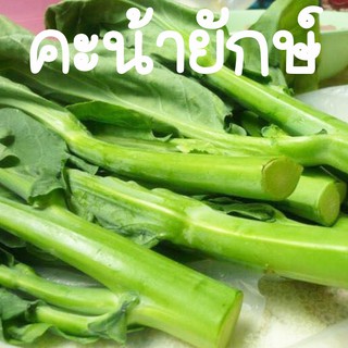 คะน้ายักษ์ฮ่องกง🎯ถูกที่สุด10บ.🌿ถูกสุดๆ🎈 ปลูกง่าย🥬 งอกไว 🚛พร้อมส่ง