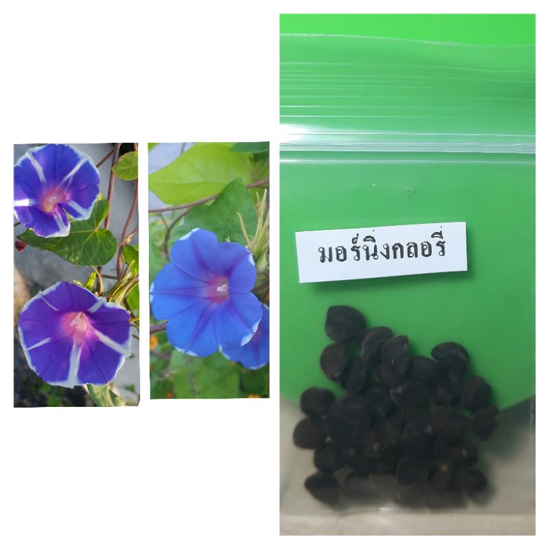 เมล็ดดอกไม้ เมล็ดมอร์นิ่งกลอรี่ สีม่วงคราม 50 เมล็ด - รูปที่ 3