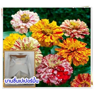 เมล็ดบานชื่่นเปเปอร์มิ้นคละสี จำนวน 200 เม็ด