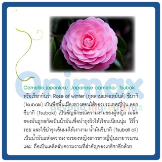 น้ำมันดอกคามิเลีย ซึบากิ Camellia oil Tsubaki oil 500ml.