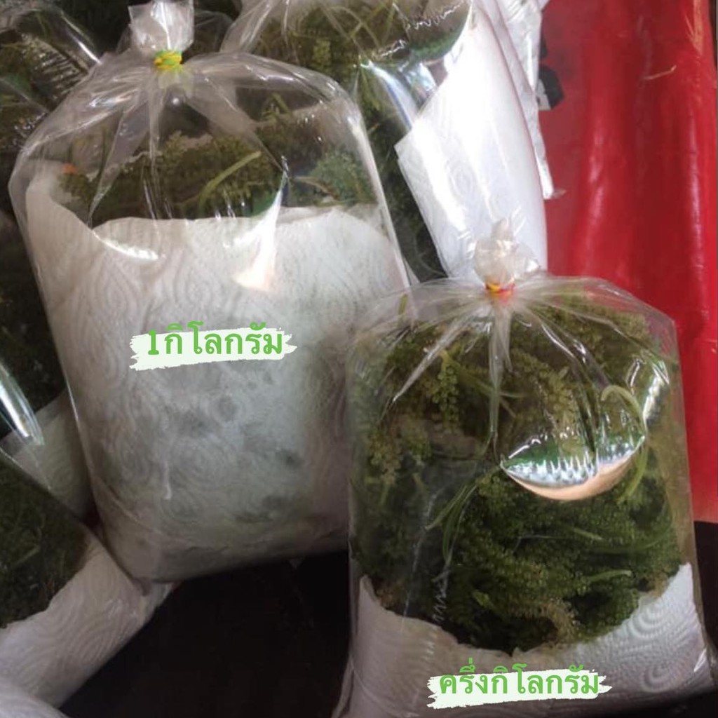 สาหร่ายพวงองุ่นจากฟาร์มเพชรบุรี