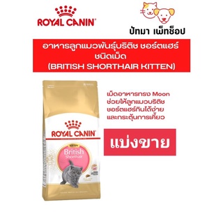 British Shorthair Kitten / Royal Canin แมว แบ่งขาย 1 กก.