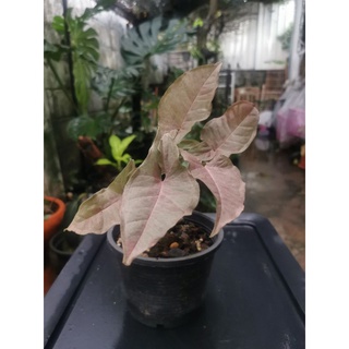 Syngonium Pink Spot จัดส่งทั้งกระถาง
ส่งสินค้าตรงตามภาพ