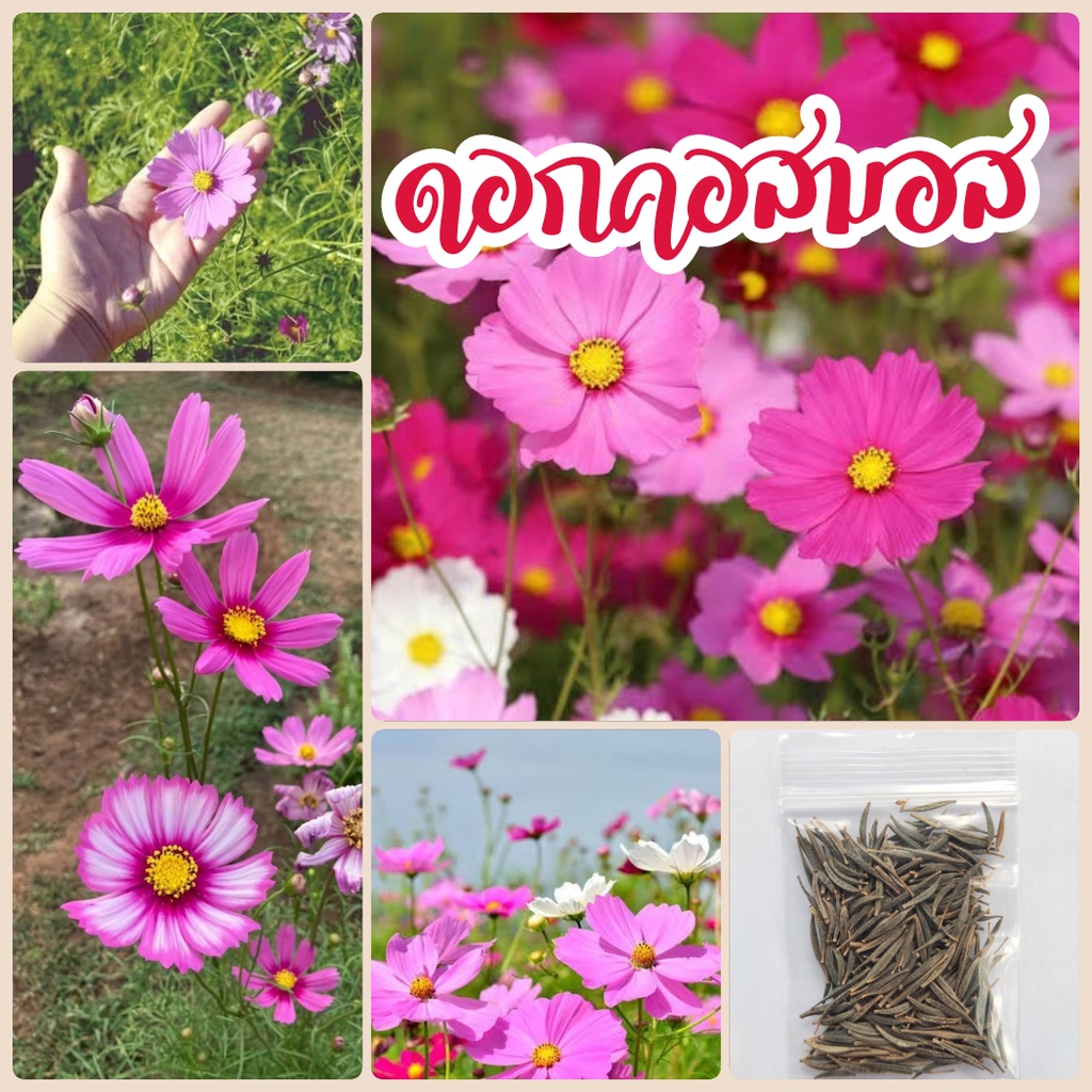 เมล็ดดอกคอสมอส​ ดาวกระจายฟรั่ง 250​ เมล็ด​ คละสี