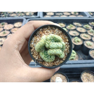 🌵💥แมมนิ้วทองคริสตาต้า 💥🌵Mammillaria elongata cristata ไม้ชำหน่อ ขนาด 4-5 ซม. ต้นกระบองเพชร ต้นแคคตัส (แคคตัส กระบองเพชร)