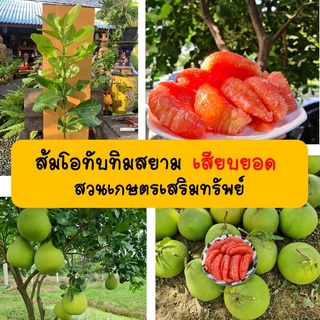 ส้มโอทับทิมสยามเสียบยอด ราคาส่ง สวนเกษตรเสริมทรัพย์