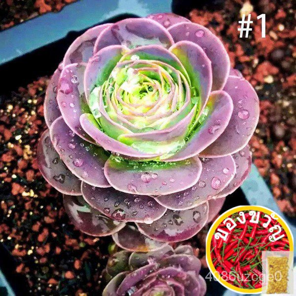 100pcs Bibit Bunga Rose Aeonium Greenovia Untuk Taman 8rHp​​กระโปรง/สวน/กุหลาบ/สร้อยข้อมือ/บุรุษ/หมว
