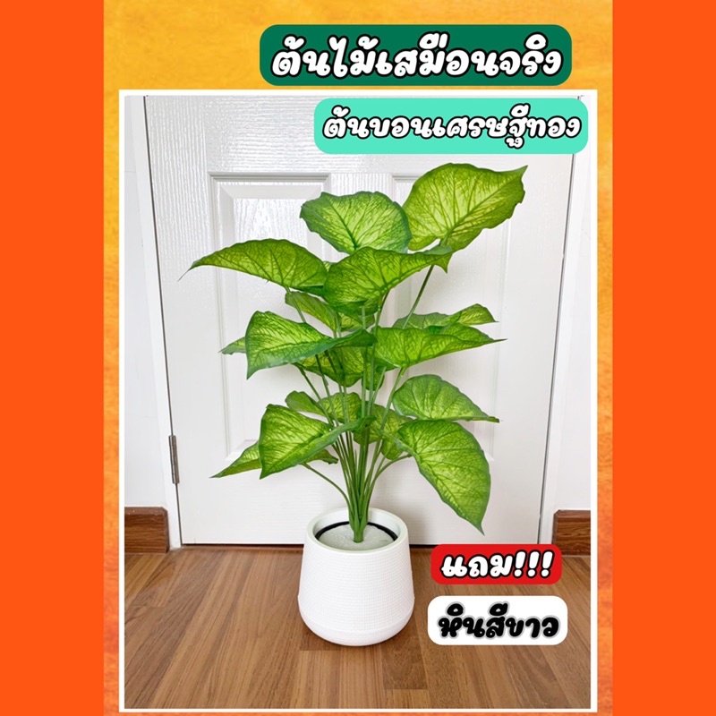 ต้นไม้ปลอม ต้นบอนเศรษฐีทอง ออมทอง สูง 70 cm พร้อมส่ง