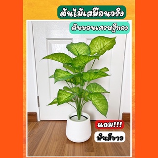 ต้นไม้ปลอม ต้นบอนเศรษฐีทอง ออมทอง สูง 70 cm พร้อมส่ง