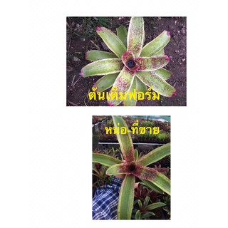 หน่อสับปะรดสี-Neo Neo. corriea-araujoi albo หายากมาก #bromeliad# ต้นไม้สวยงาม# ไม้ประดับ# ตกแต่งสวน# ปลูกตกแต่งบ้าน