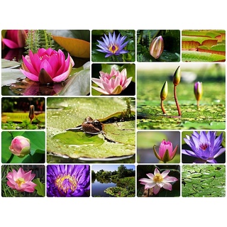 เมล็ดบัว 100 เมล็ด ดอกสีน้ำเงิน ดอกเล็ก พันธุ์แคระ จิ๋ว Lotus Waterlily seeds