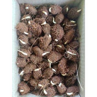 🌱เมล็ดงอกโกโก้ชุด 120เมล็ดราคา 100บาท โกโก้พันธ์ชุมพร1 ต้นแม่พันธ์ที่ใช่เพาะเมล็ดงอกอายุ 30ปี+ พร้อมแถม