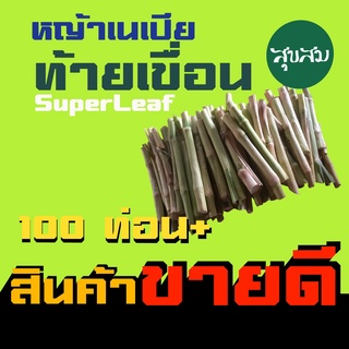 ท่อนพันธุ์ หญ้าเนเปียร์ ซุปเปอร์ลีฟ ท้ายเขื่อน แพคละ 100 ท่อน หญ้าเนเปีย หญ้าปลูก เลี้ยงสัตว์ พันธุ์หญ้าวัว เมล็ดหญ้าวัว