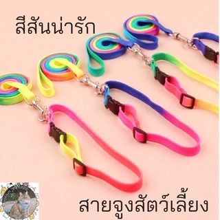 สายจูงสัตว์เลี้ยง แมว สุนัข สีสันสดใส