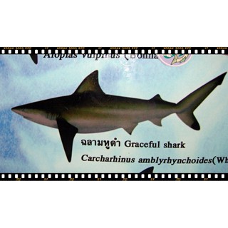 shark skin Belt   เข็มขัดหนังปลาฉลามสีดำ  BULL  SHARK  BELT 1.5 X54"