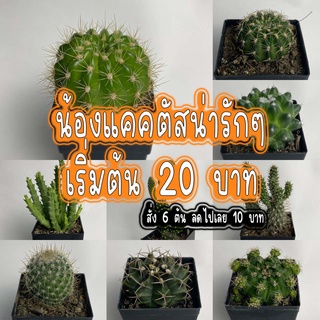 🌵🌵แคคตัส กระบองเพชร 20 บาท !!! ❤ 6 ต้น ลด 20 บาท ❤❤ **ขั้นต่ำบิลละ2ต้นขึ้นไปค่ะ (คละแบบได้/ส่งทั้งกระถางนะคะ)