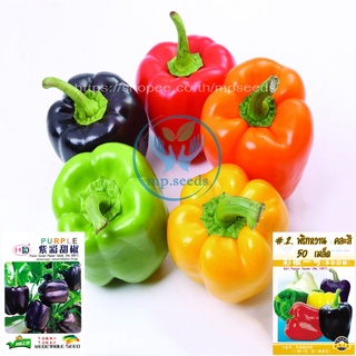 เมล็ดพริกหวาน คละสี/ส้ม/ม่วง/เหลือง/แดง 50-100 เมล็ด  Bell Pepper Color เมล็ดนำเข้า  สายพันธุ์ OP