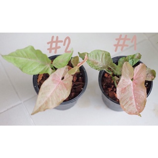 Syngonium pink spot กระถาง 5 นิ้ว