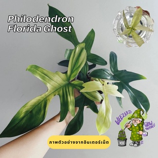 ไม้เนื้อเยื่อ ก้ามกุ้งโกสต์ Philodendron Florida Ghost