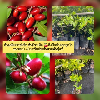 ต้นมหัศจรรย์​หรือ ต้นมิราเคิล 🍒กิ่งปักชำออกลูกไว ขนาด20-40cmรับประกันสายพันธุ์เเท้