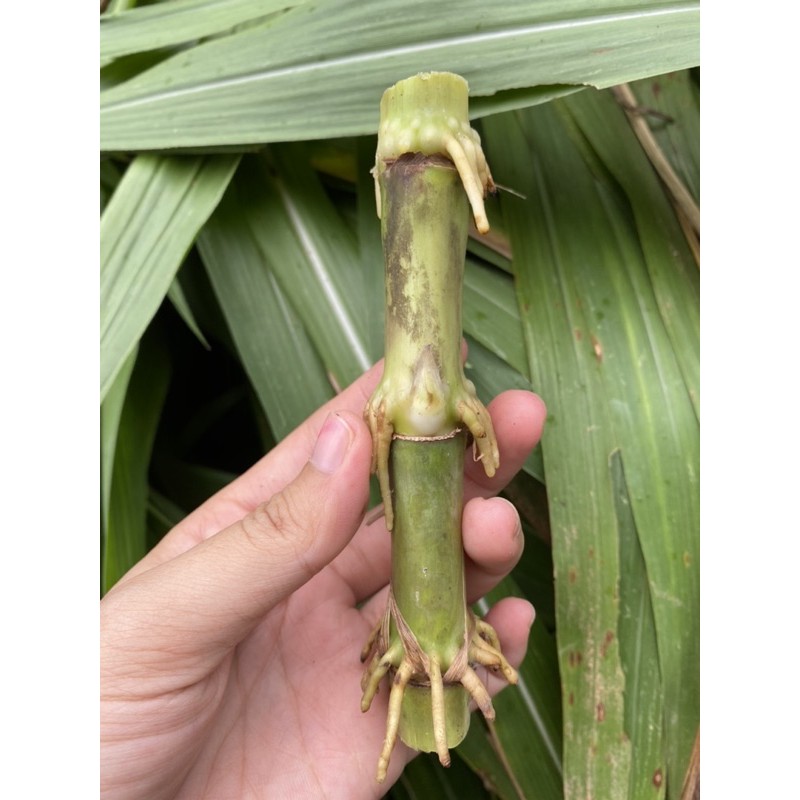 เนเปียแคระชุดทดลอง 50 ท่อน