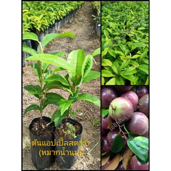 ต้นแอปเปิ้ลสตาร์ ( หมากน้ำนม ผลไม้โบราณหายาก )สูง.25-30 ซม.
