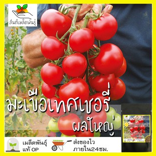 เมล็ดพันธุ์ มะเขือเทศเชอรี่ ผลใหญ่ 50 เมล็ด Large Red Cherry Tomato  เมล็ดพันธุ์แท้ นำเข้าจากต่างประเทศ ปลูกผัก สวนครัว