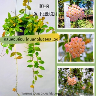 โฮย่ารีเบคก้า Hoya cv.rebecca ดอกสีชมพูอ่อน มีกลิ่นหอมเย็น แถมลวดแขวนฟรี