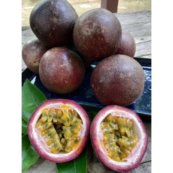 ต้นเสาวรสสีม่วงพร้อมปลูก