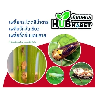 แซดอาเซ็ต 285เอ็ม 1ลิตร (อะซีทามิพริด) ป้องกันกำจัดหนอนใยผัก เพลี้ยไฟ หนอนชอนใบ เพลี้ยอ่อน แมลงหวี่ขาว